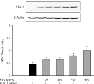 Fig. 6. Effect of fermented black garlic on HO-1 expression in LPS-induced RAW 264.7 cells