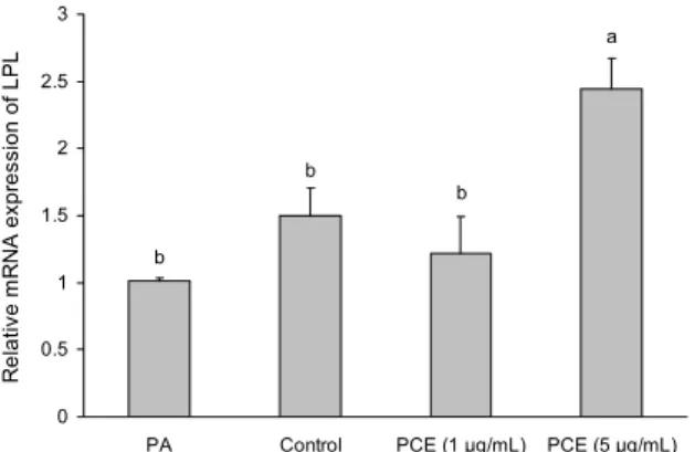 Fig. 6. Effect of pine cone extracts on expression of lipoprotein lipase in 3T3-L1. Cell were treated pine cone extract for 2 days after inducing differentiation with medium containing adipogenic cocktail for 9 days