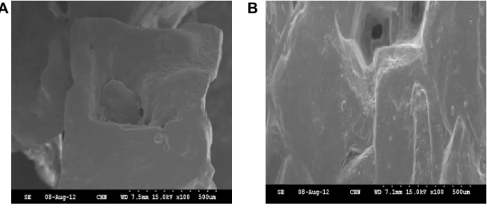 Fig. 2. The SEM images of pre-treatment at 105°C dry oven for 2 hours (A) and  post-treatment at 105°C dry oven for 2  hours in sea salts (B).