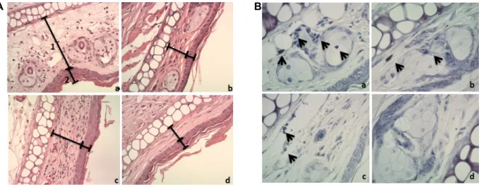 Table 1. Mortality of mice treated orally with SFEE  Days after treatment 0 2 4 6 8 10 12 14 Control 300 mg/kg body weight 2,000 mg/kg body weight 5,000 mg/kg body weight 0/50/50/50/5 0/50/50/50/5 0/50/50/50/5 0/50/50/50/5 0/50/50/50/5 0/50/50/50/5 0/50/50