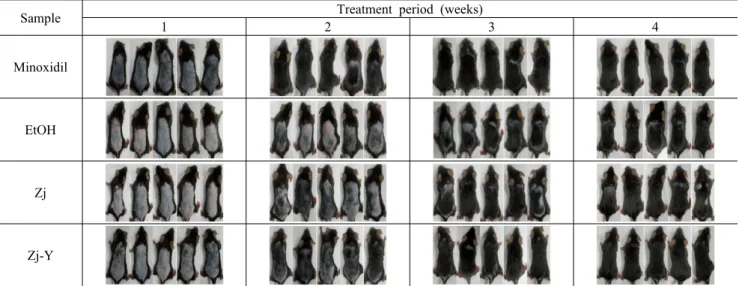 Fig. 1. Changes of hair growth under hair-removed alopecia model of C57BL/6 mice. Zj, Zizyphus jujuba; Zj-Y, fermented Zj by  Sac