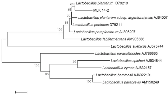 Fig. 6. Phylogenetic analysis of the isolate based on 16S rRNA gene sequences of other LAB