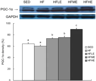 Fig. 3. Expression of PGC-1α in plantaris muscle. SED, seden- seden-tary control group; HF, high fat diet group; HFLE, high fat  di-et+low-intensity exercise group; HFME, high fat  diet+moder-ate-intensity exercise group; HFHE, high fat diet+high-intensity