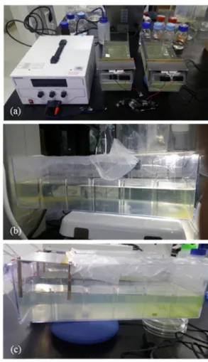 Fig. 3.  Reactor  of  raw  water  samples:  (a)  LED-L  reactors  initial  condition;  (b)  visible  light;  and  (c)  LED-L  reactor  after  4days.