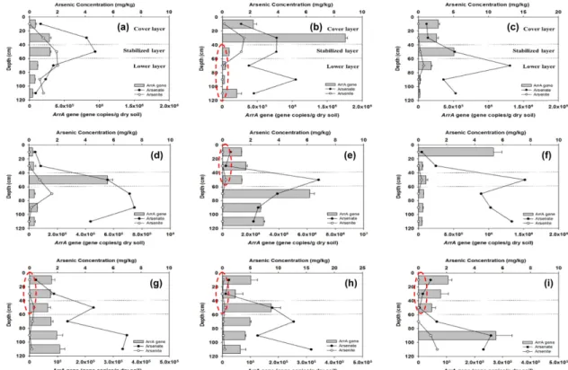 Fig. 3.  The  quantification  of  ArrA  gene  and  arsenic  concentration  from  the  (a)  P1  (b)  P2  (c)  P3  of  Pungjeong  mine  samples,  (d)  P1  (e)  P2  (f)  P3  of  Jeomdong  mine  samples,  (g)  P1  (h)  P2  (i)  P3  of  Seosung  mine  samples