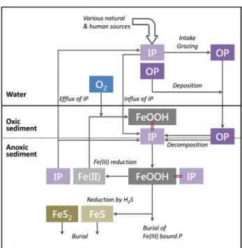 Fig. 5.  Schematic  presentation  of  the  phosphorus  cycle  at  the  sediment-water  interface,  modified  based  on  Lehtoranta 91) 
