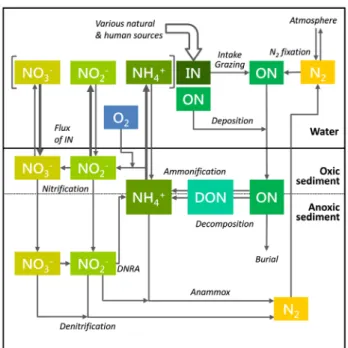 Fig. 4.  Schematic  presentation  of  the  nitrogen  cycle  at  the  sedi- sedi-ment-water  interface,  modified  based  on  Herbert 94)  and  Laverock 95) 
