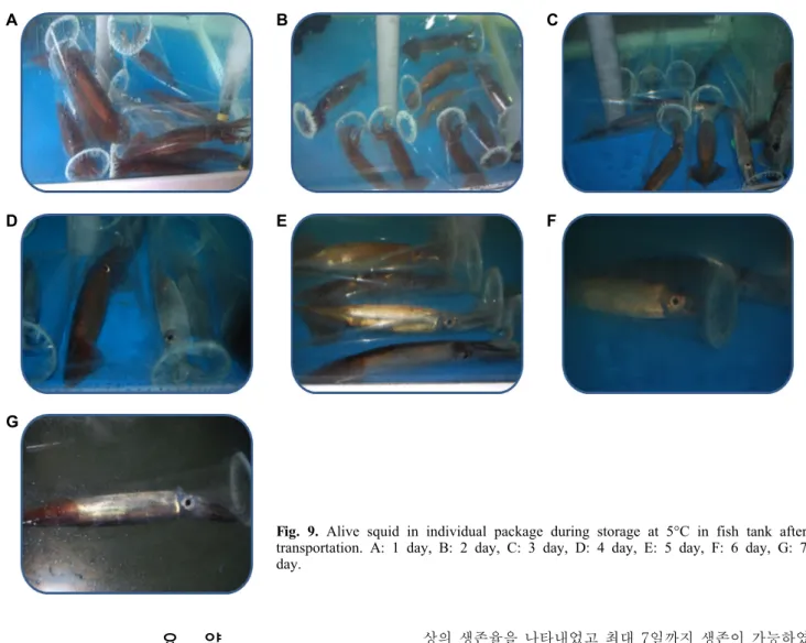 Fig. 9. Alive squid in individual package during storage at 5°C in fish tank after  transportation