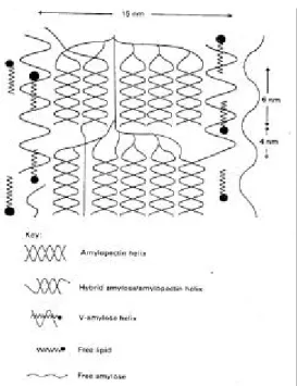 Fig. 1. Model of starch crystallite show - ing the possible positioning and inter  -actions of various component