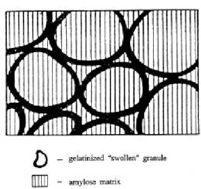 Fig. 2. Scheme of starch paste (Morris, 1990)
