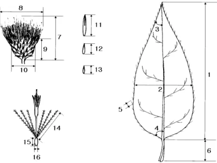Fig. 1. Diagrams showing the morphological char- char-acters measured for the numerical analysis of  Cirsium setidens