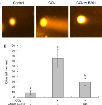 Fig. 2. Effect of γ-B201 blackberry extract on the lipid perox- perox-idation and histological changes in CCl 4 -treated SD rats liver
