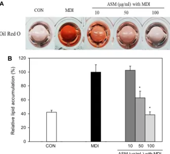 Fig. 5. Effect of Allium sacculiferum Max. (ASM) on lipid accu- accu-mulation during adipogenesis of 3T3-L1 preadipocytes