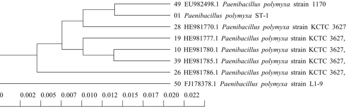 Fig. 4. Phylogenetic tree of Paenibacillus polymyxa. ST-1 isolated from nuruk based on 16S rRNA sequence.