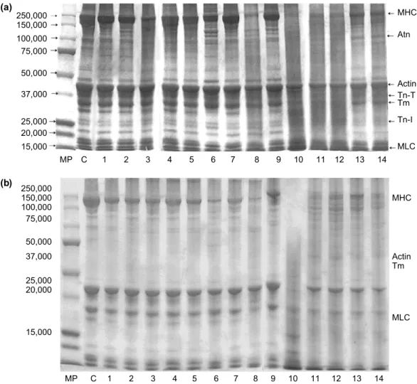 Fig. 5. SDS-PAGE pattern of raw brown croaker (a) and its salted semi-dried products (b) before and after enzyme extraction.