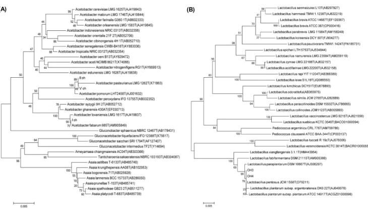 Fig. 1. Neighbor-joining phylogenetic trees based on 16S rRNA region gene sequences of isolated bacteria