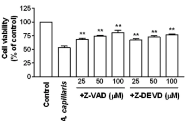 Fig. 7. A. capillaris inhibited the RAF/MEK/ERK signaling pathway and down-regulated Mcl-1 levels in LX2 cells