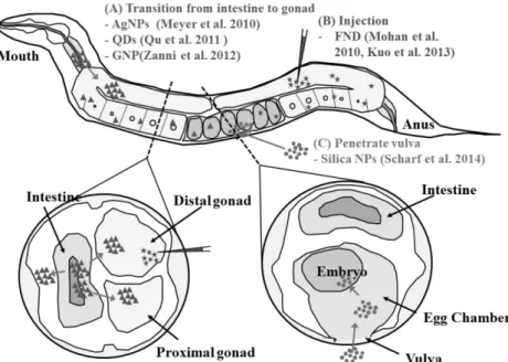 Fig 1.  Schematic  expression  for  the  fate  of  nanoparticles  in  hermaphrodite  C