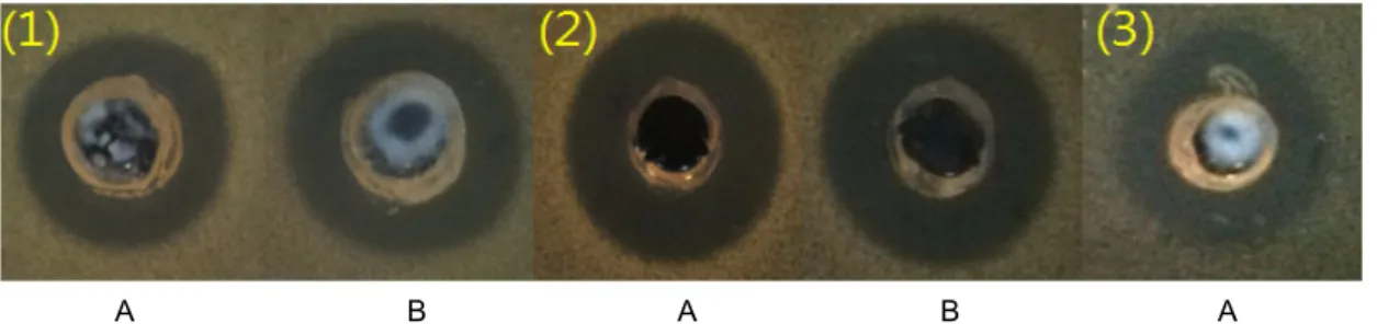Fig. 1. Antibacterial activity of Lactococcus lactis subsp.  lactis  WK11 (A)  and Lactobacillus brevis WK12 (B) against indicators  by agar-well diffusion assay