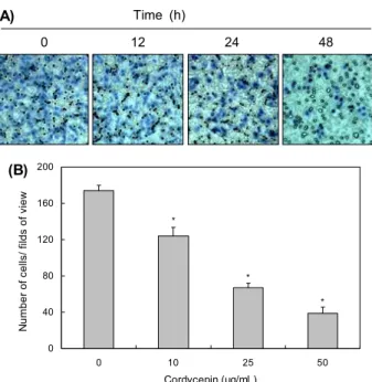 Fig. 2. Decrease of cell invasion by cordycepin in HCT116 cells. 