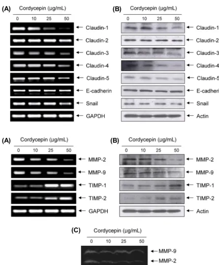 Fig. 5. Inhibition of MMP expression and their ac- ac-tivities, and induction of TIMPs expression by  cor-dycepin in HCT116 cells