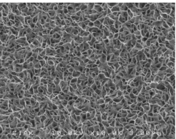 Fig.  9  SEM  photograph  of  the  surface  of  NiHCNFe  electrode  after  2  hr  reduction  of  cobalt  cation.