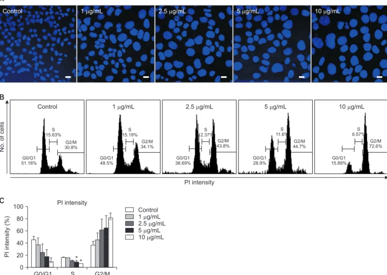 Figure 3. Evaluation of nuclear enlargement and cell cycle arrest induced in MLE-12 cells by bleomycin (BLM)