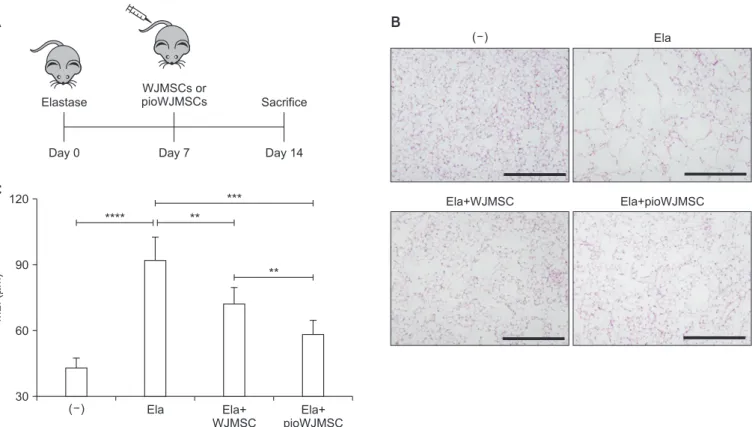 Figure 1. The therapeutic effects of pioglitazone-augmented Wharton’s Jelly-derived mesenchymal stem cells (pioWJMSCs) on lung regen- regen-eration in mice with elastase-induced emphysema