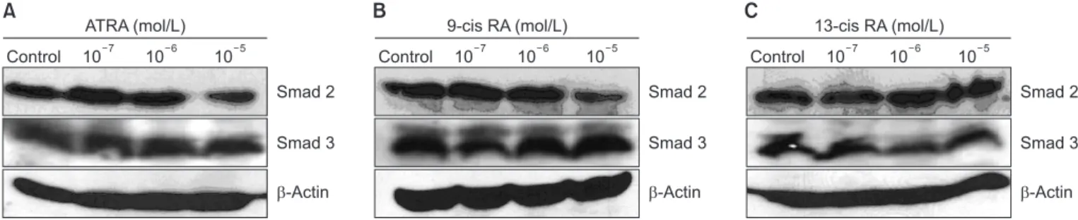 Figure 2. Representative results of Smad expression by western blot according to concentration of ATRA (A), 9-cis RA (B), and 13-cis RA (C)  stimulation