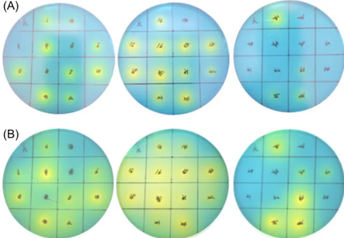Fig. 1. Image for clear zone formation by lactic acid bacteria isolated from kimchi on MRS agar plate with 0.01%  bromocre-sol green