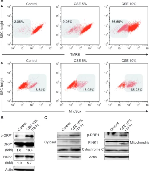 Figure 1. Effects of cigarette smoke ex- ex-tract (CSE) on mitochondrial  dysfunc-tion and mitophagy in Beas-2B epithelial  cells