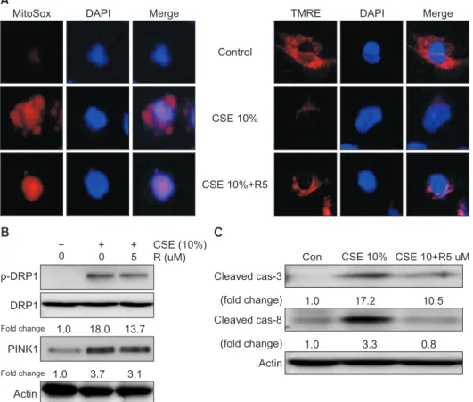 Figure 3. Effects of roflumilast on mito- mito-chondrial dysfunction and mitophagy in  cigarette smoke extract (CSE)–induced  Beas-2B epithelial cells
