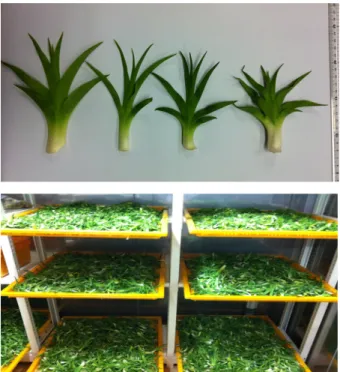 Fig. 1. Image and cold air- drying of Hemerocallis coreana Nakai.담가 독성을 우려낸 뒤 꼭 짜서 나물로 이용하거나, 데쳐서 말려두었다가 먹을 때 다시 데쳐서 물에 푹 우려낸 뒤 나물로 이용하기도 한다