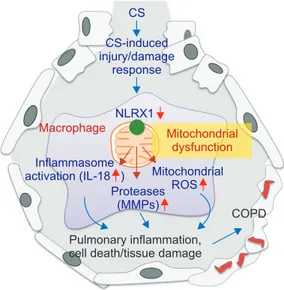 Figure 1. Mitochondrial perspective of chronic obstructive pulmo- pulmo-nary disease (COPD) pathogenesis