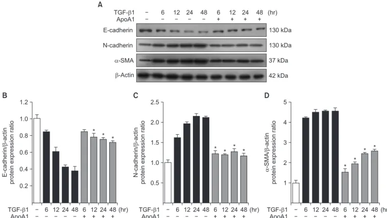 Figure 3. Effects of ApoA1 on EMT-related markers in A549 cells. A549 cells were incubated with TGF-β1 (5 ng/mL) in the absence of serum  with or without ApoA1 (100 ng/mL) for up to 48 hours