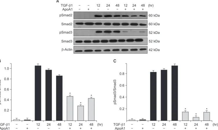 Figure 5. ApoA1 down-regulates the TGF-β1–induced Smad dependent signaling pathway. A549 cells were incubated with TGF-β1 (5 ng/