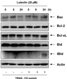 Fig. 2. Luteolin enhances TRAIL-mediated apoptosis in T24  cells. (A) After incubation with luteolin (20 μM) in the presence or absence of TRAIL for 24 h, cells were collected and stained with DAPI solution for 15 min at room temperature in the dark.