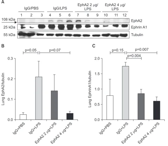 Figure 3 shows the lung injury scores, bronchoalveolar la- la-vage cell counts and protein concentrations of the four groups