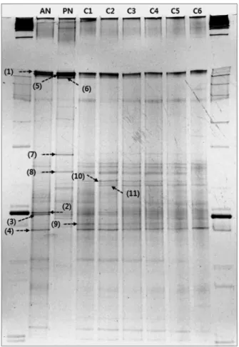 Fig. 4.  DGGE  profile  of  partial  16S  rRNA  gene  obtained  from  CANON  reactor.  PN:  inoculum  from  partial  nitrification,  AN:  inoculum  from  ANAMMOX,  C1:  initial  of  phase  I  (5th  day),  C2:  end  of  phase  I  (40th  day),  C3:  end  of 