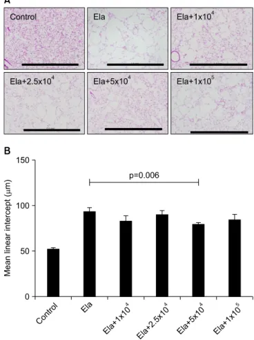 Figure 1. Optimal dose of mesenchymal stem cells (MSCs) to re- re-pair elastase induced emphysema in mice