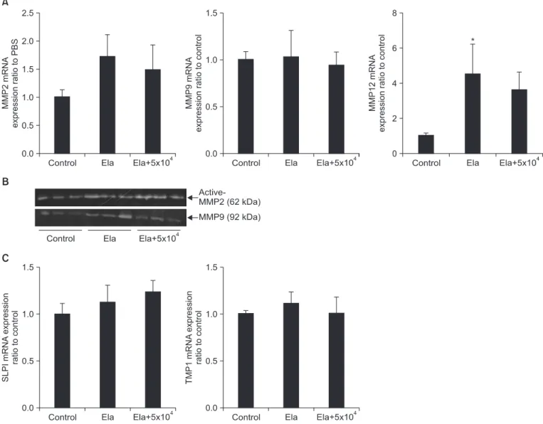 Figure 3. The effects on protease and anti-protease in elastase induced emphysema with or without mesenchymal stem cells (MSCs)