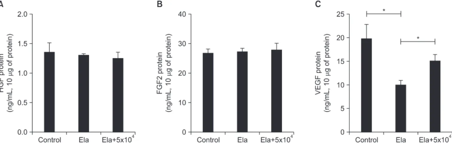 Figure 4. The production of growth factors in elastase induced emphysema with or without mesenchymal stem cells (MSCs)