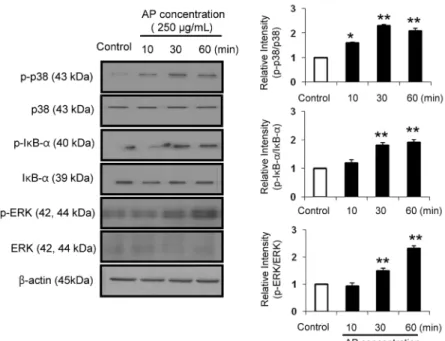 Fig. 4. Effect of apple seed extracts (ASE) on  NF-κB and MAPK signaling. Immunoblot  analy-sis was performed using specific antibodies to  phospho-p38 (p-p38), p38, phospho-ERK1/2 (p-  ERK1/2), ERK1/2, phospho-IκB-α (p-IκB-α), and IκB-α