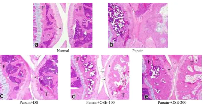 Fig.  2.  Microphotograph  of  articular  structure  of  knee  joint.  (a)  In  normal  group,  articular  cartilages  (*)  are  well  developed