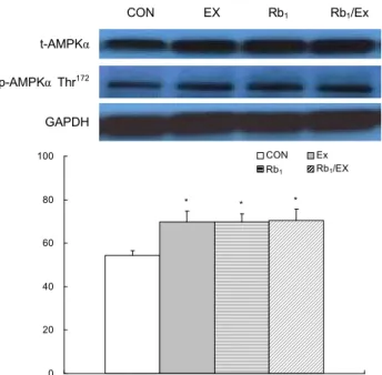 Fig.  2.  Expression  of  total  AMPKα  in  soleus  muscle.  CON,  Control  group;  EX,  Exercise  group;  Rb 1 ,  Rb 1   group;  Rb 1 /Ex,  Rb 1 +Exercise  group