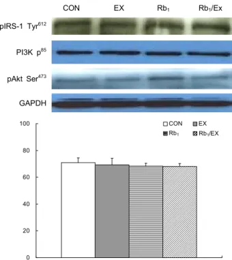 Fig.  6.  Expression  of  pAkt  Ser 473  in  soleus  muscle.  CON,  Control  group;  EX,  Exercise  group;  Rb 1 ,  Rb 1   group;  Rb 1 /Ex,  Rb 1 +  Exercise  group