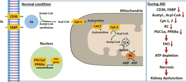 Figure 1. Mitochondrial fatty acid metabolism in AKI. FA enters into cytosol of renal proximal tubule cell (PTC) via FABP or CD36