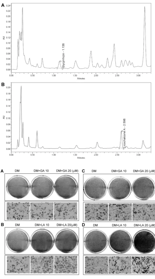Fig. 6. HPLC chromatogram of GBE. 