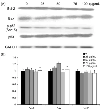 Fig.  3.  The  estimation  of  caspase-3  activity  on  U-87  MG  cells  treated  with  Inonotus  obliquus  extract  for  48  h