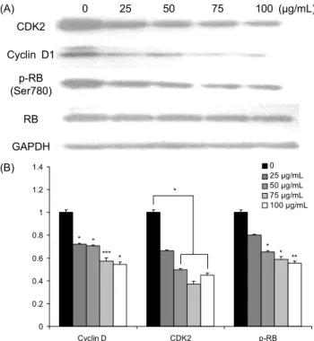 Fig.  5.  Effect  of  Inonotus  obliquus  on  the  expression  of  cell  cycle  regulatory  proteins  in  human  glioblastoma  cells